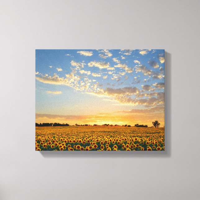 Sunflowers at Sunset Canvas Print (Front)