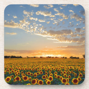 Sunflowers at Sunset Coaster