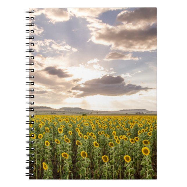 Sunflowers at Sunset Notebook (Front)