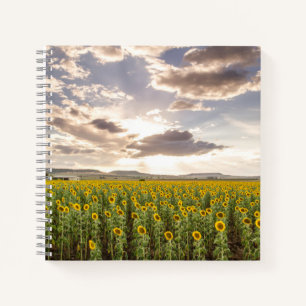 Sunflowers at Sunset Notebook
