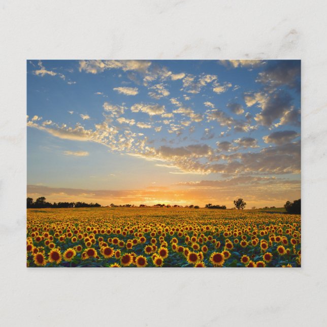 Sunflowers at Sunset Postcard (Front)