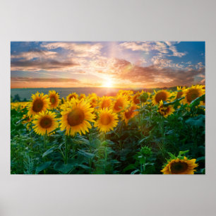 Sunflowers at Sunset Poster