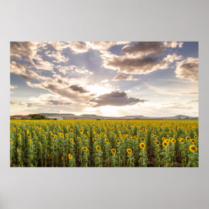 Sunflowers at Sunset Poster