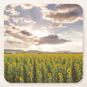 Sunflowers at Sunset Square Paper Coaster