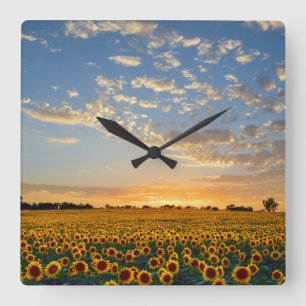 Sunflowers at Sunset Square Wall Clock