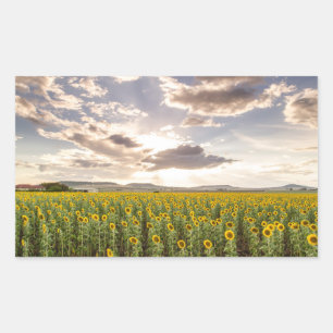 Sunflowers at Sunset Sticker
