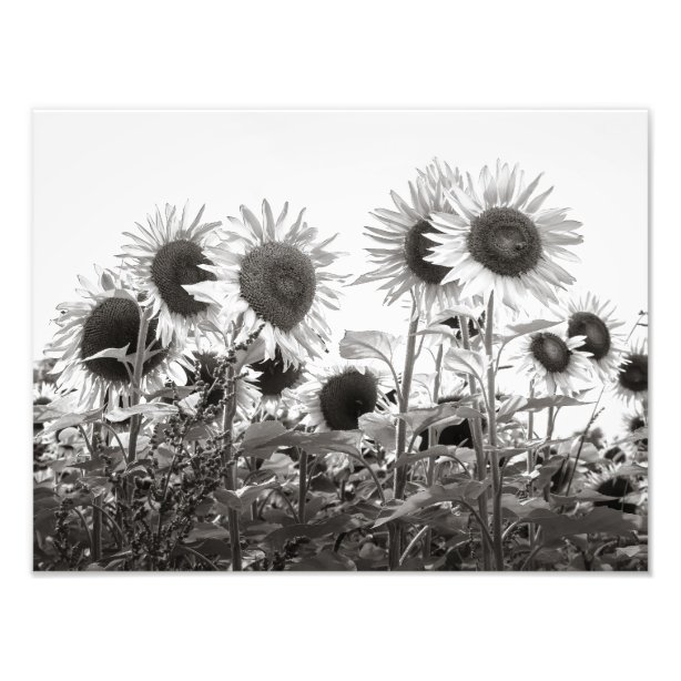 Black White Sunflower Art & Wall Décor | Zazzle.ca