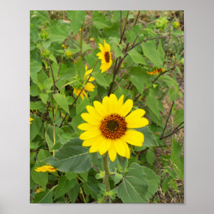 Sunflowers Blowing In The Wind, Poster