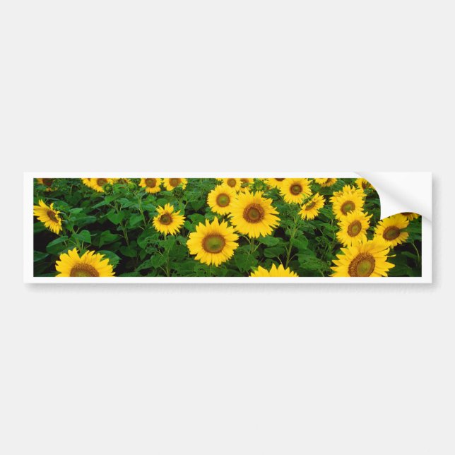 Sunflowers Bumper Sticker (Front)