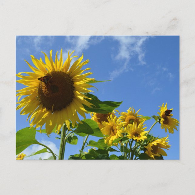 Sunflowers & Butterflies Postcard (Front)