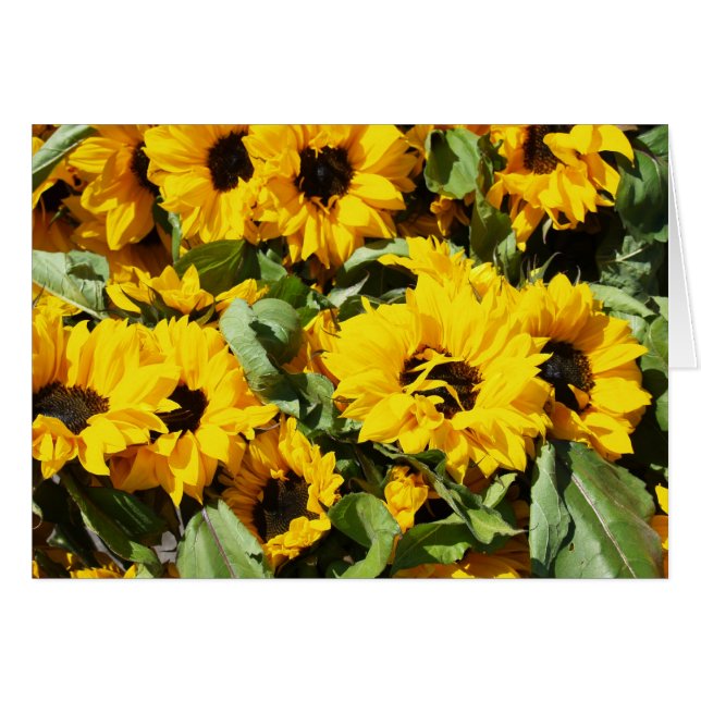 Sunflowers By The Dozen (Front Horizontal)
