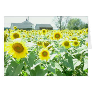 Sunflowers Card
