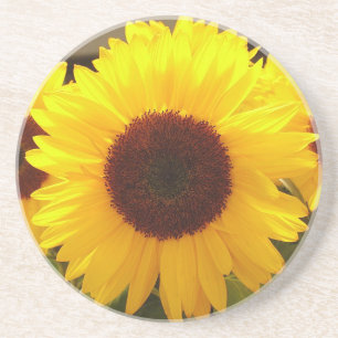 Sunflowers Coaster