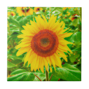Sunflowers Country Yellow Green Summer Floral Tile