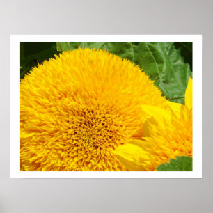 Sunflowers Floral Fine Art Prints Yellow Flowers