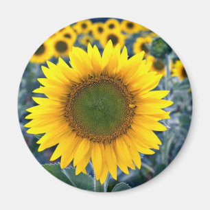 Sunflowers flowers magnet