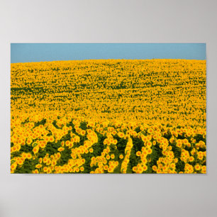 Sunflowers Galore Poster