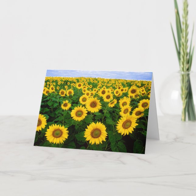 Sunflowers Greetings Card (Front)