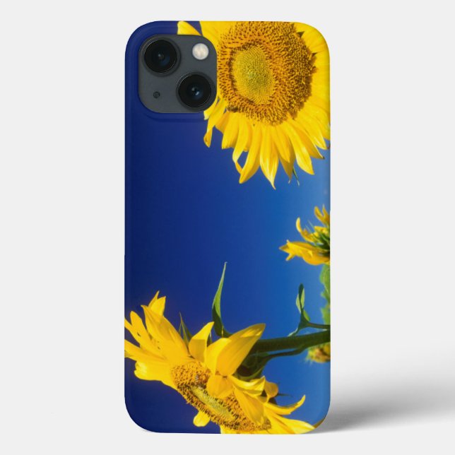 Sunflowers (Helianthus Annuus), Near Senekal Case-Mate iPhone Case (Back)
