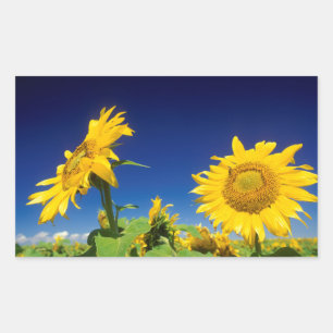 Sunflowers (Helianthus Annuus), Near Senekal Sticker
