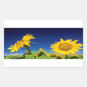 Sunflowers (Helianthus Annuus), Near Senekal Sticker