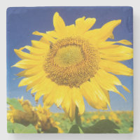 Sunflowers (Helianthus Annuus), Near Senekal