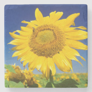 Sunflowers (Helianthus Annuus), Near Senekal Stone Coaster