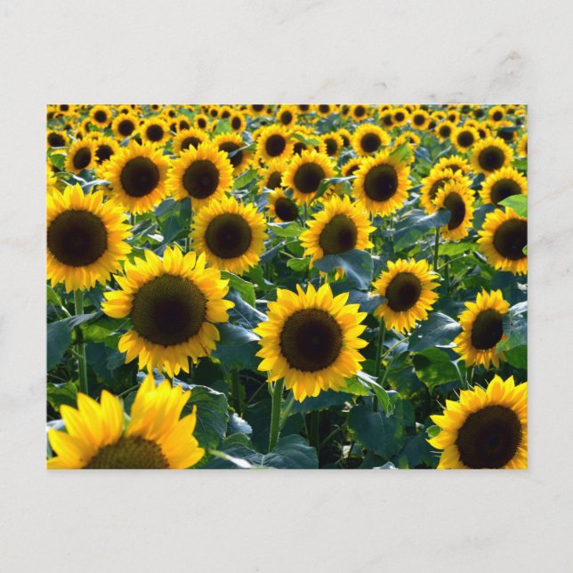 Sunflowers (himawari): Japan Postcard (Front)