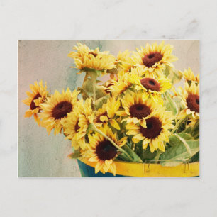 Sunflowers in barrel - horizontal postcard