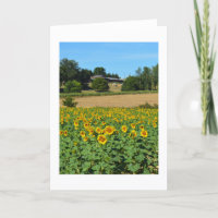 Sunflowers in France