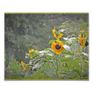 Sunflowers in Summer Rain Photo Print