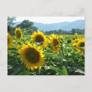 Sunflowers in the Mountains Postcard