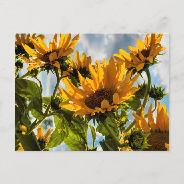 Sunflowers in the sun summer holiday postcard (Front)