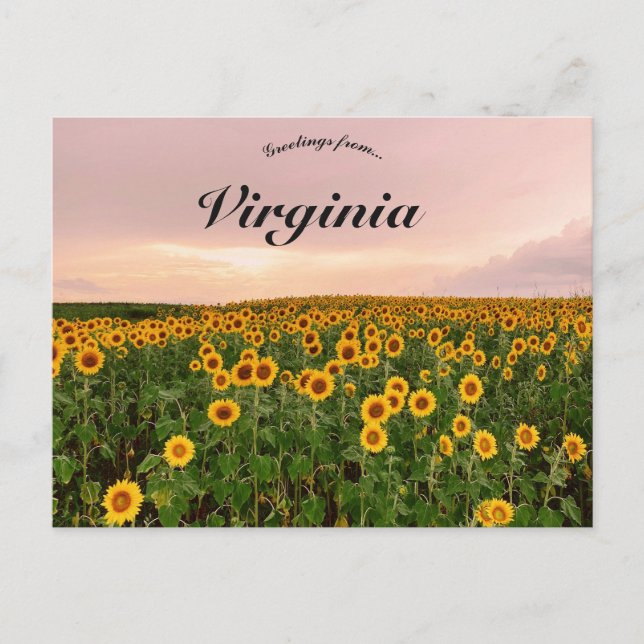 Sunflowers in Virginia Postcard (Front)