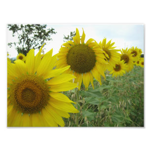 Sunflowers Kodak Professional Photo Paper (Satin) Print