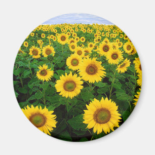 Sunflowers Magnet