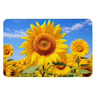 Sunflowers Magnet