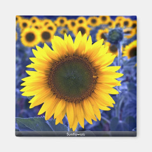 Sunflowers Magnet