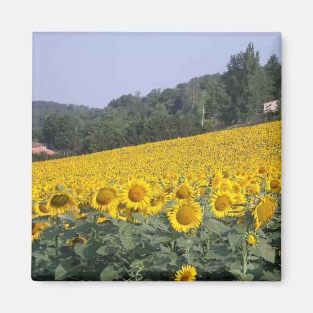 Sunflowers, magnet (Front)