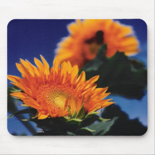 Sunflowers Mouse Pad
