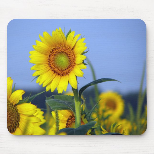 Sunflowers Mouse Pad (Front)