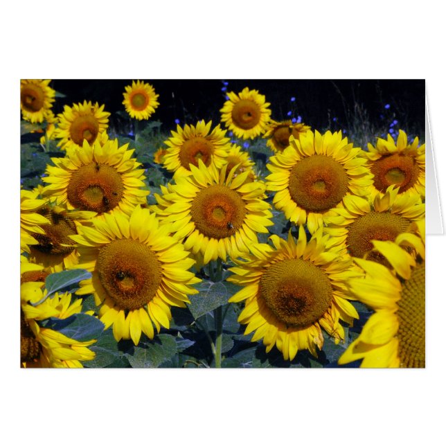 Sunflowers...Nature's Smiling Faces (Front Horizontal)