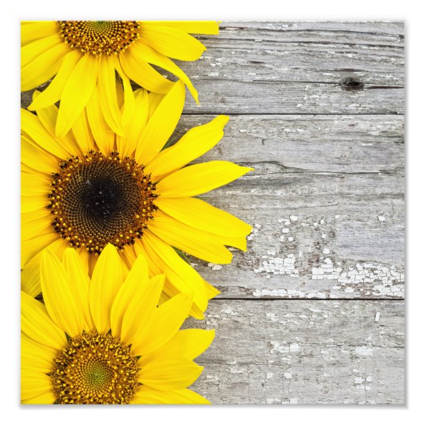 Vintage Sunflower Posters, Prints & Poster Printing | Zazzle CA