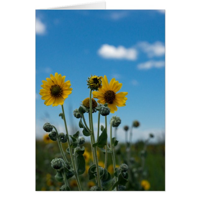 Sunflowers on Blue Sky (Front)