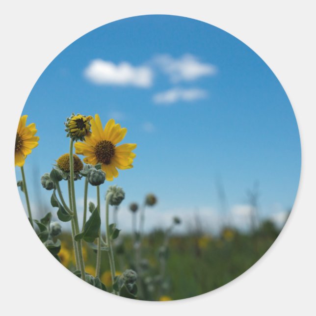 Sunflowers on Blue Sky Classic Round Sticker (Front)