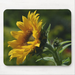 Sunflowers Petals Pollen Yellow Mouse Pad