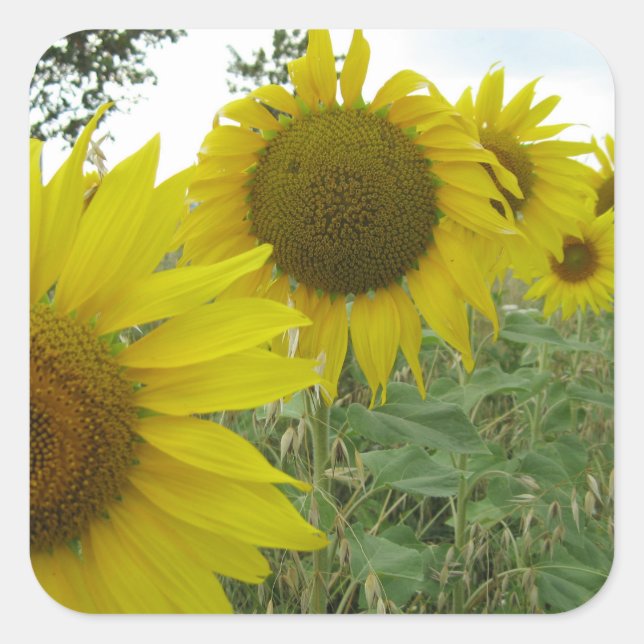 Sunflowers Photo Square Stickers, Glossy Sticker (Front)