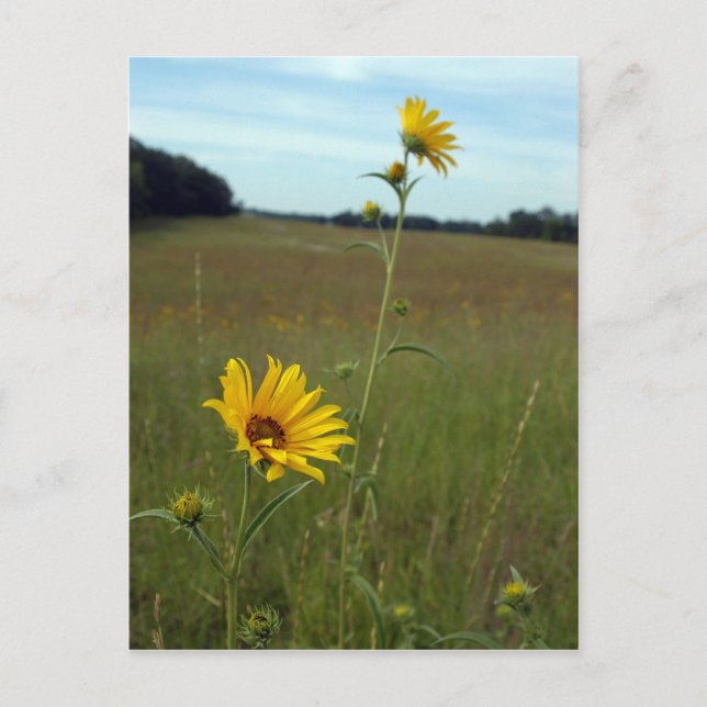 Sunflowers Postcard (Front)