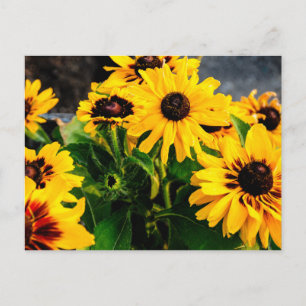 Sunflowers Postcard