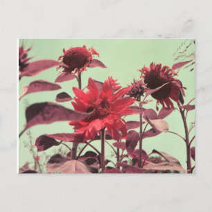 Sunflowers Postcard